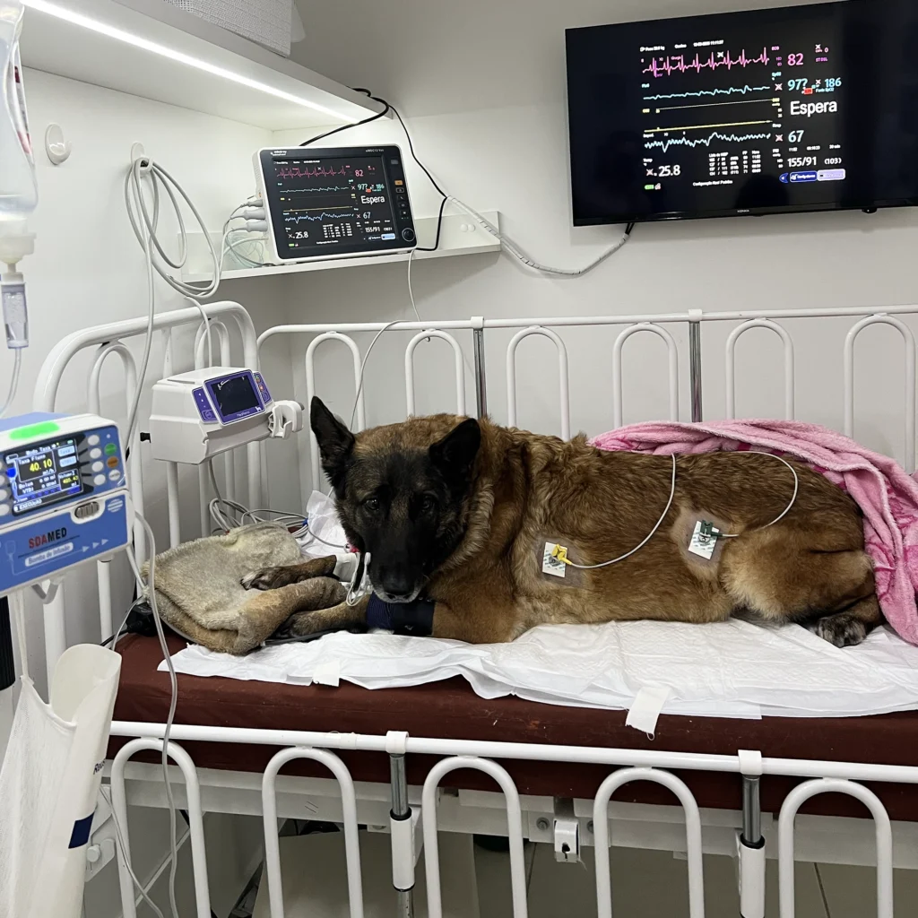 Cão internado em UTI veterinária da Hematopet, conectado a monitores e bombas de infusão, em leito especializado com grades de proteção.