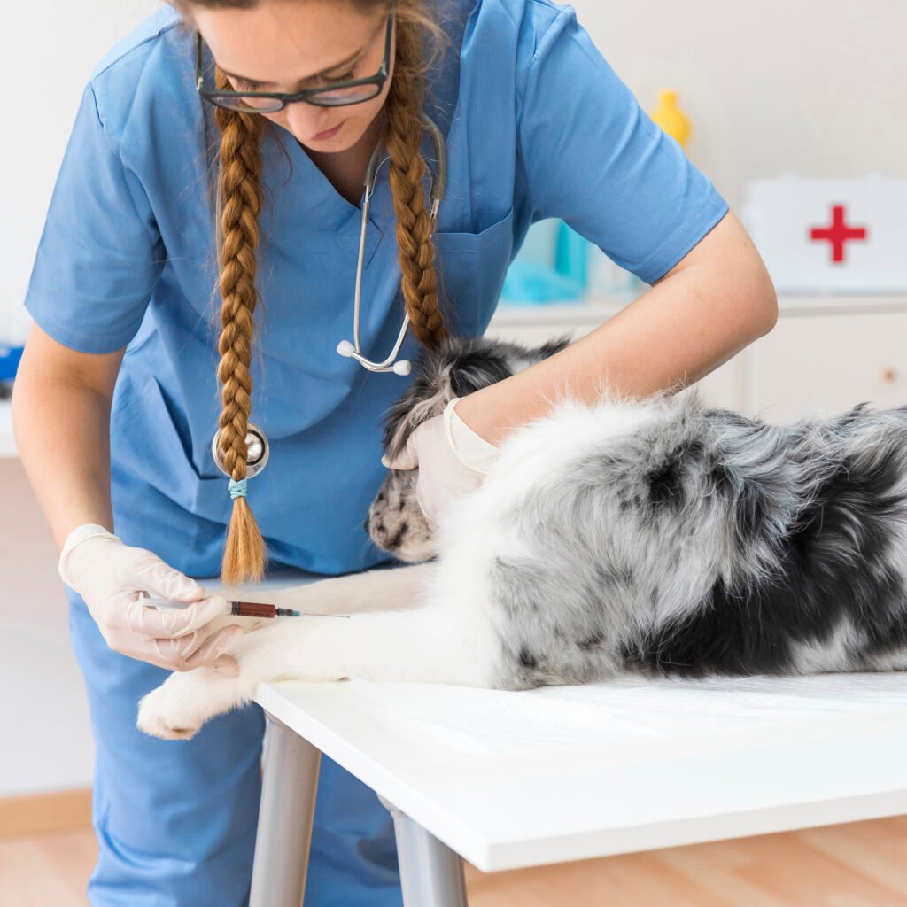 Veterinária da Hematopet aplicando injeção intravenosa em cachorro durante atendimento clínico.