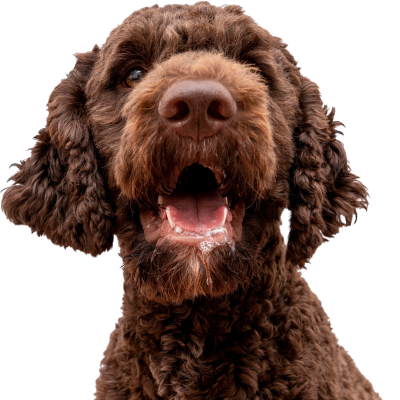 Cachorro marrom de pelos cacheados, com expressão alegre e boca aberta, olhando diretamente para a câmera.